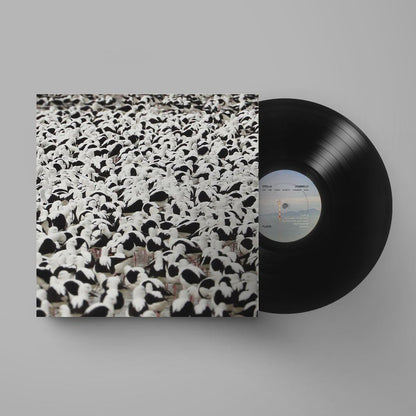 Stella Donnelly - Flood Vinyl LP