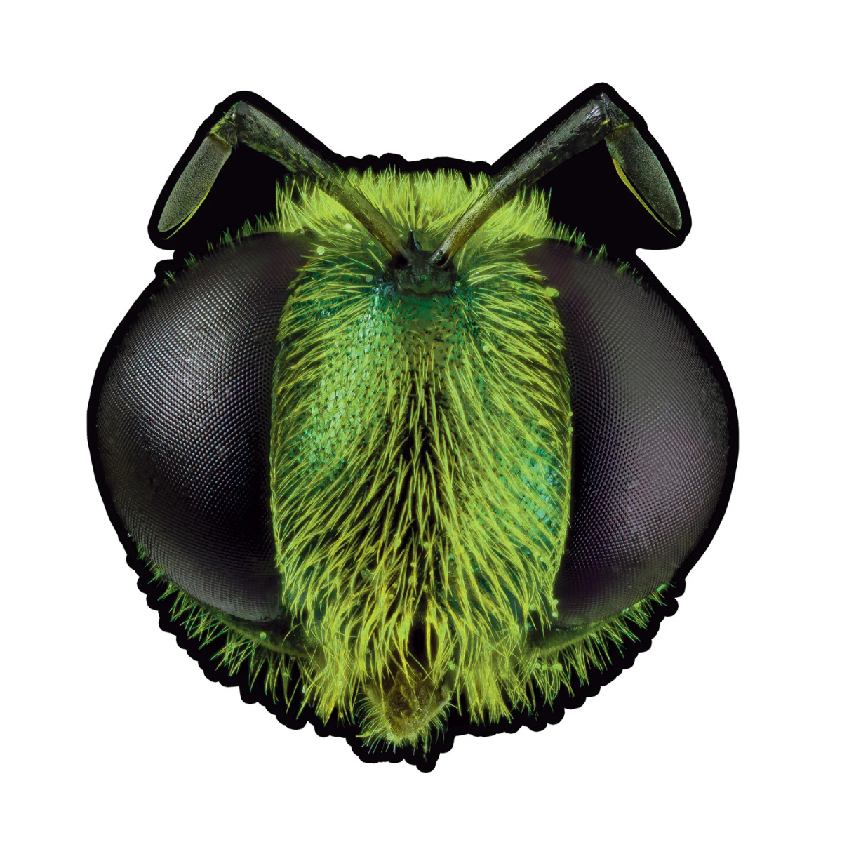 King Gizzard & The Lizard Wizard - Big Fig Wasp RSD 2026 Bee Shaped 12" EP  Vinyl