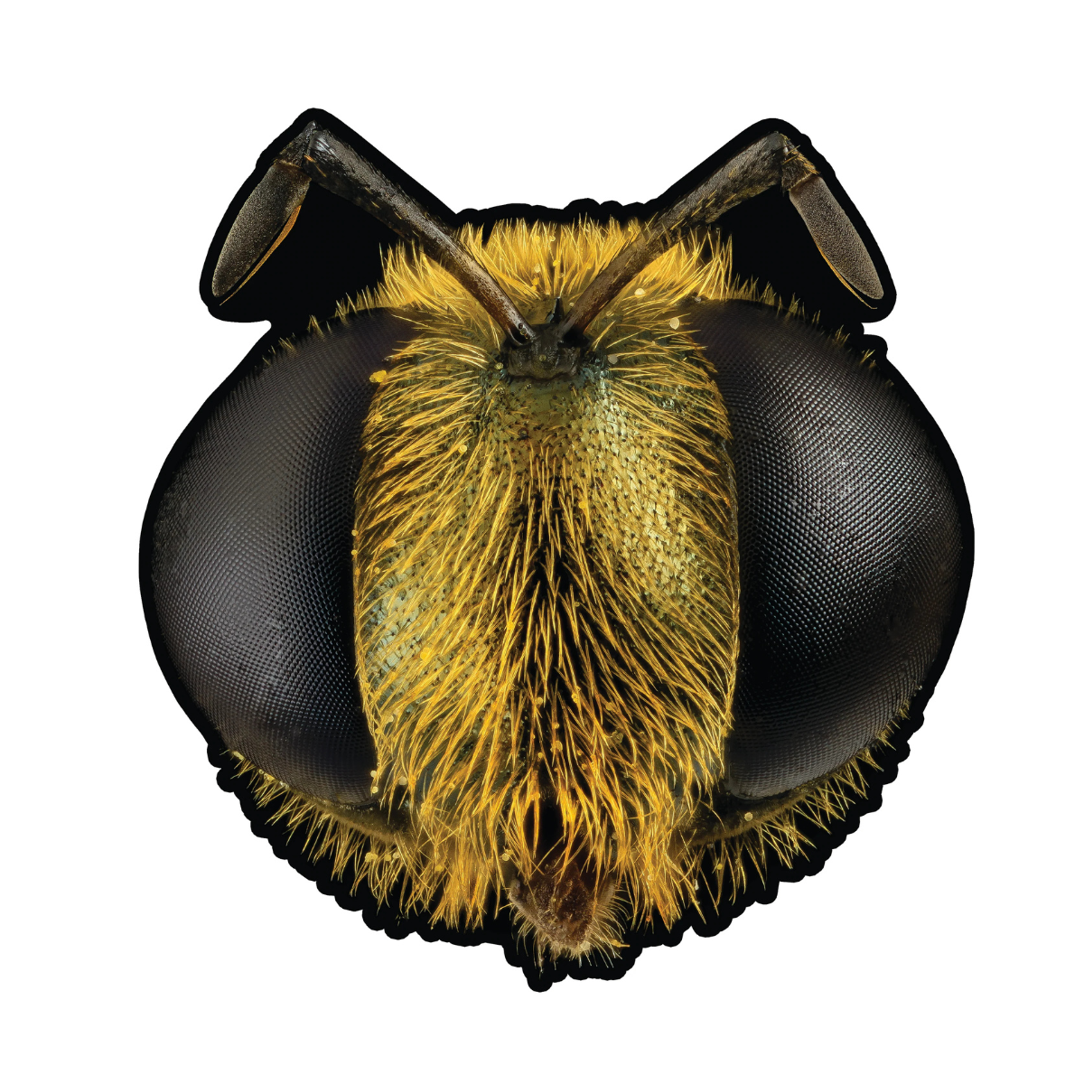 King Gizzard & The Lizard Wizard - Big Fig Wasp RSD 2026 Bee Shaped 12" EP  Vinyl